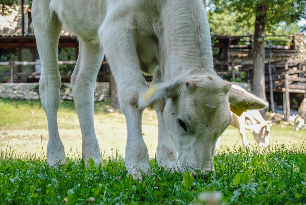 Agriturismo La Ferrera Varco Sabino Exteriér fotografie